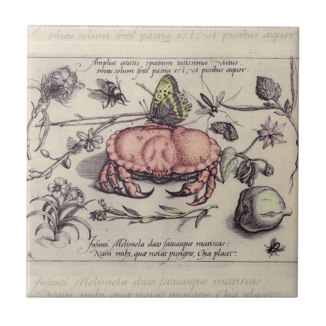 Ilustração de Flor de Inseto Botânico de Caranguej (Frente)