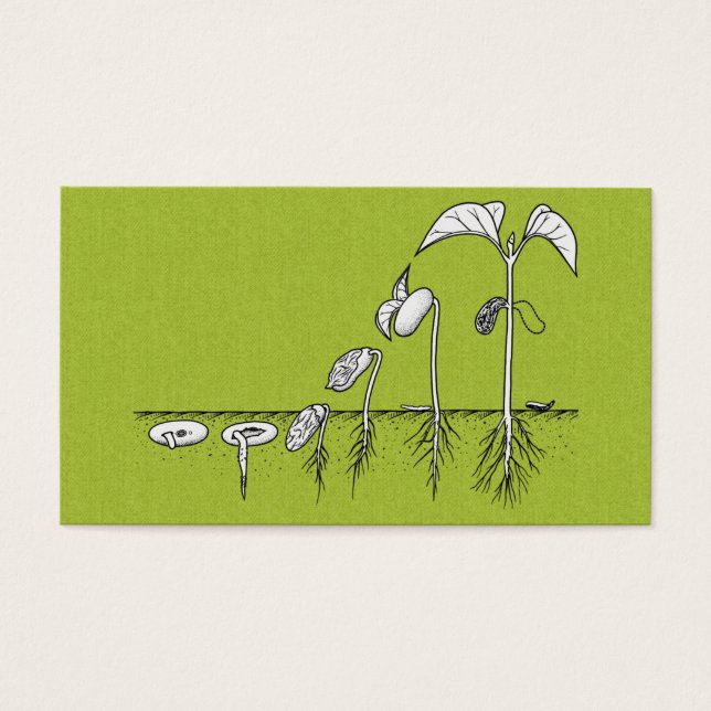 Ilustração de Germinação de Plantas (Frente)