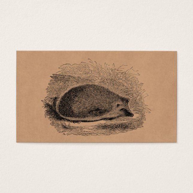 Ilustração de Hedgehogs Vintage Hedgehog dos anos  (Frente)