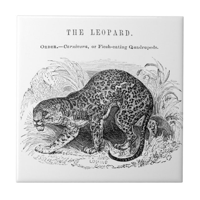 Ilustração de leopardo selvagem vintage (Frente)