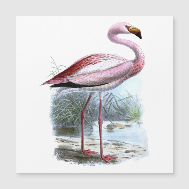 Ilustração de Puna Flamingo Vintage (Frente)