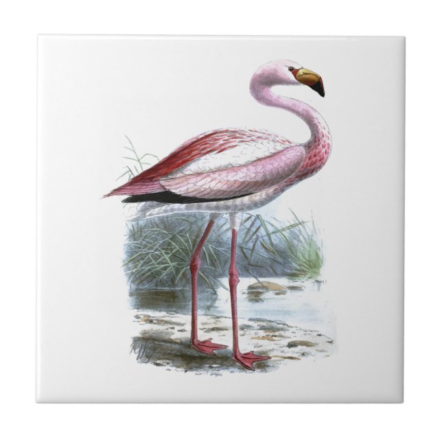 Ilustração de Puna Flamingo Vintage (Frente)