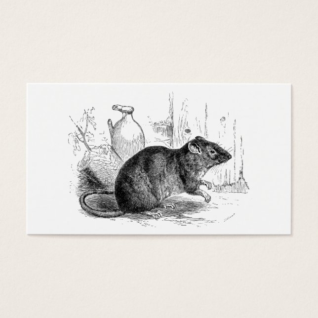 Ilustração de Ratos Marrons de Rato Marrom da déca (Frente)