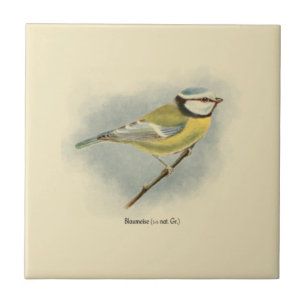 Ilustração de Tit Azul Alemão Vintage