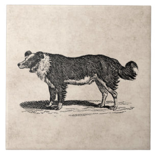 Ilustração do cão de border collie dos 1800s do