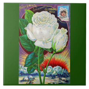 Ilustração do catálogo rosa da década de 1890 Whit