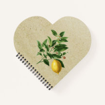 Ilustração do Citrus Limonium