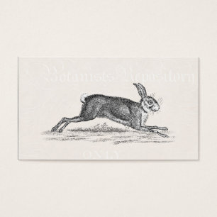 Ilustração do coelho de coelho da lebre do vinta