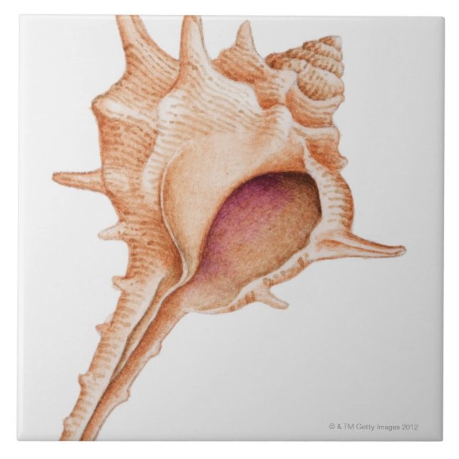 Ilustração do escudo do Murex (Frente)