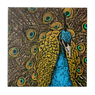 Ilustração do esplendor do pavão