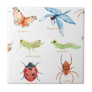 Ilustração do inseto da aguarela