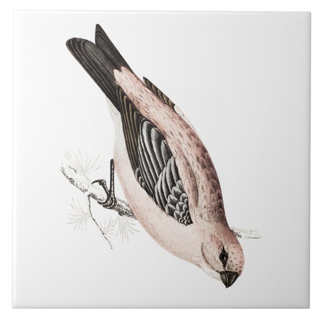 Ilustração do pássaro da canção de Grossbeak do (Frente)