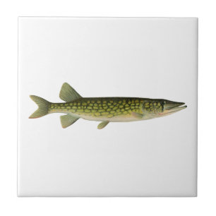 Ilustração do Pickerel Chain