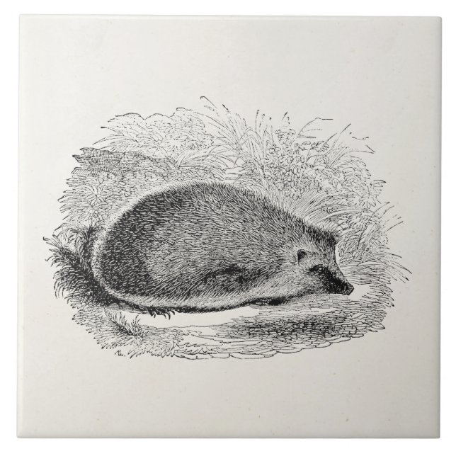 Ilustração dos ouriços dos 1800s do ouriço do (Frente)