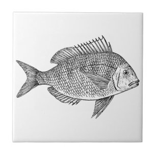 Ilustração marinha náutica da arte dos peixes d