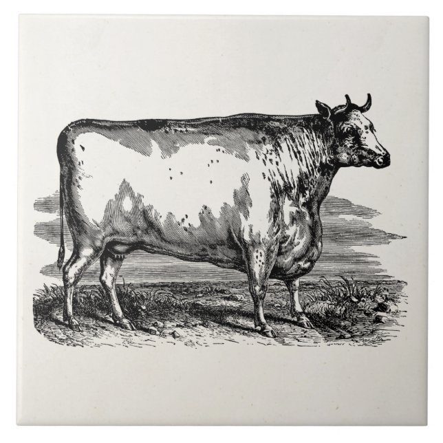 Ilustração personalizada Bull da vaca de Durham do (Frente)