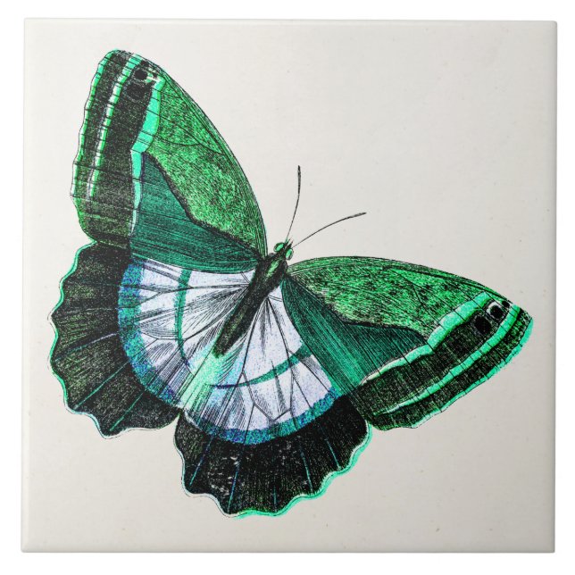 Ilustração verde antiga dos 1800s da borboleta do (Frente)