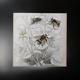 Ilustração Vintage HoneyBee |