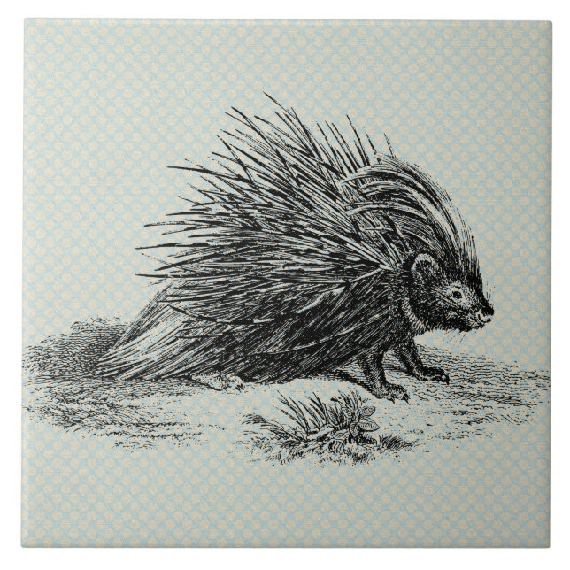 Ilustração Vintage Porcupine (Frente)