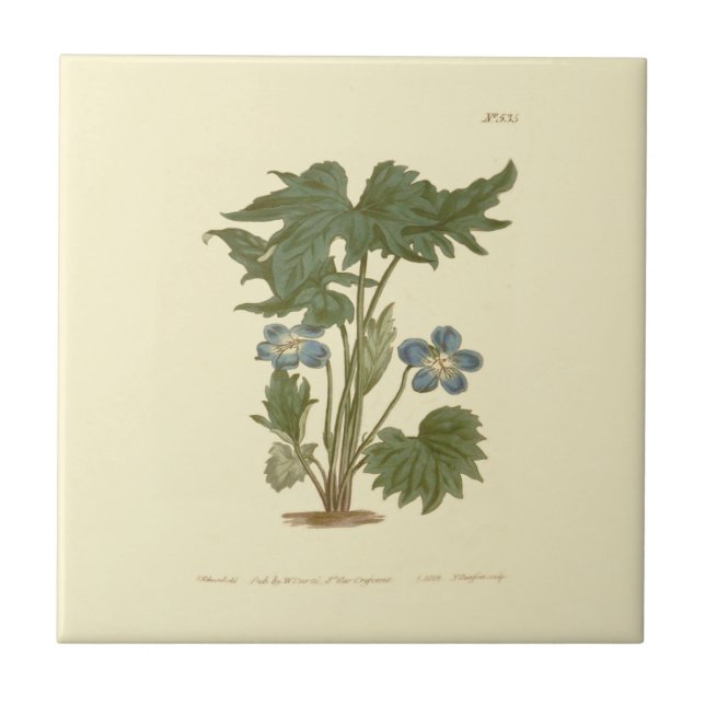 Ilustração Violeta Azul Palmada (Frente)