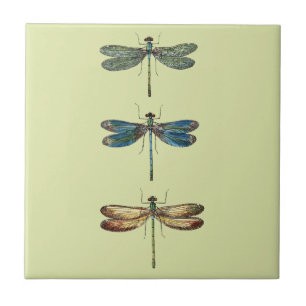 Ilustrações da libélula