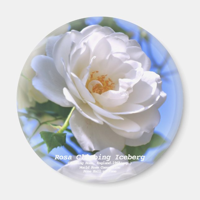 Imã つ る ア イ ス Equipe do バ (Frente)