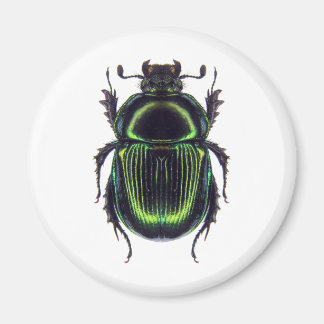 IMÃ オオセンチコガネ