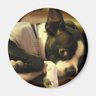 IMÃ ブチ マグネット 丸