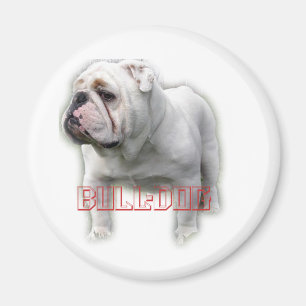 Imã ブルドッグ do buldogue