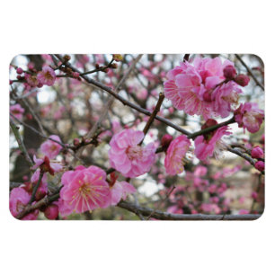 Ímã 桜 do (cor-de-rosa da flor de cerejeira/Sakura/