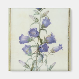 Imã 15: Campanula: Meio 1787