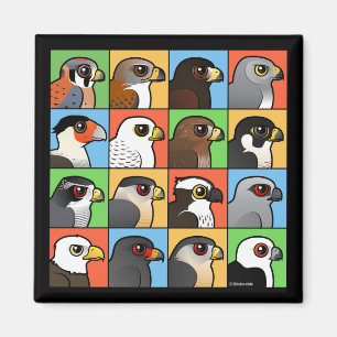 Imã 16 perfis norte-americanos do raptor