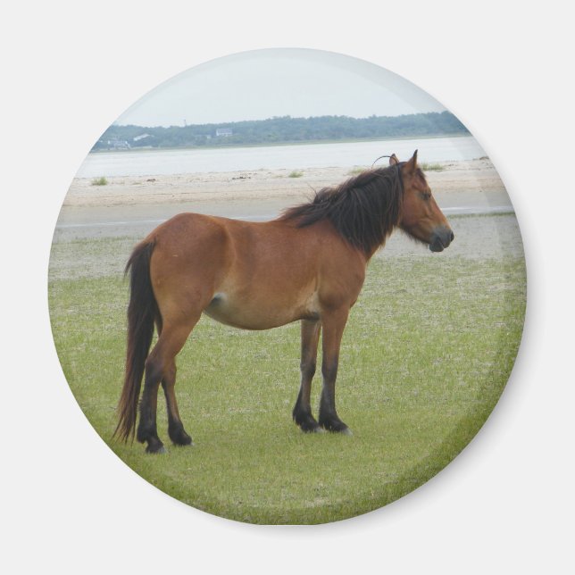 Imã 2009-7-20 Shackleford Banks 00028 (Frente)