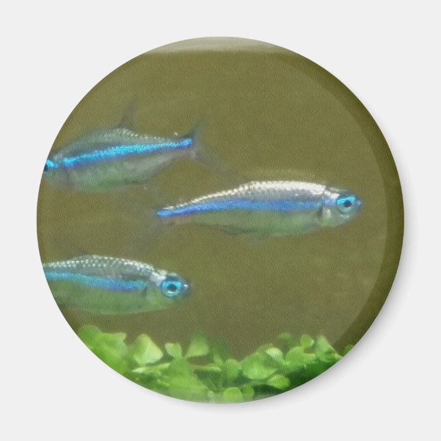 IMÃ 20160526 (Frente)