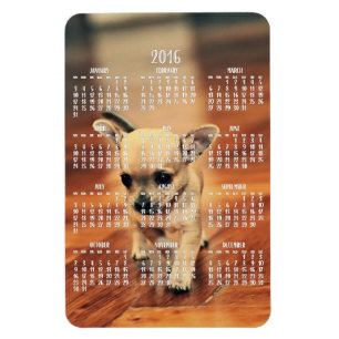 Ímã 2016 da foto do calendário da chihuahua 4x6