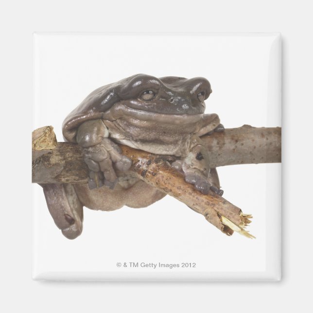 IMÃ 23568138 (Frente)