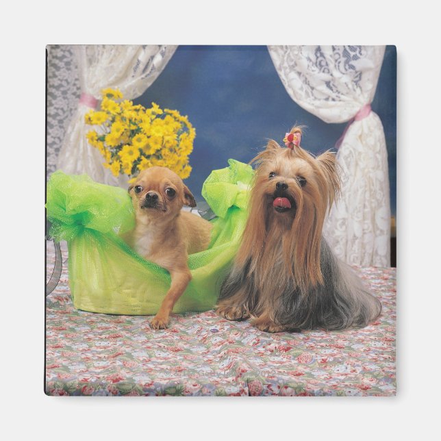 IMÃ 24095240 (Frente)