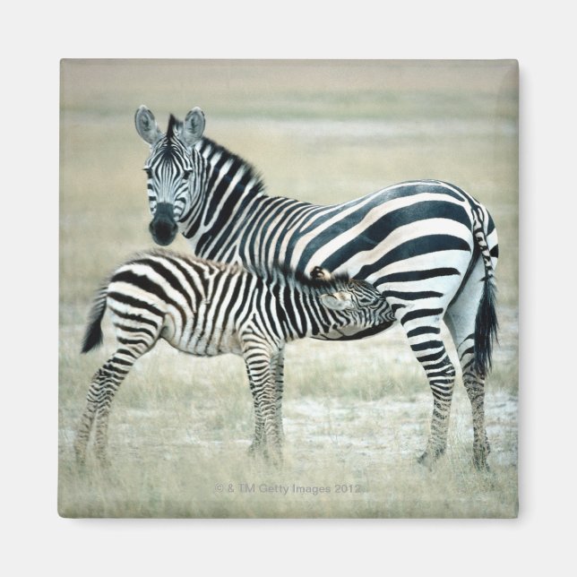 IMÃ 24114480 (Frente)