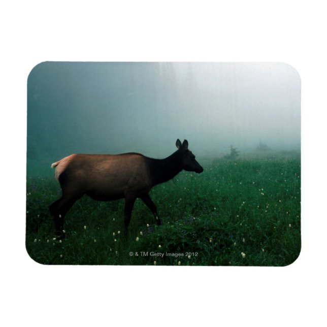 ÍMÃ 24121885 (Horizontal)