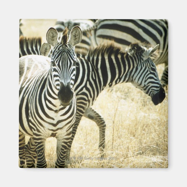 IMÃ 24123844 (Frente)