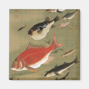 Imã 28. 群魚図, vários peixes do 若冲, Jakuchū,