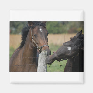 Imã 2 Cavalos mastigando um Posto de cerca