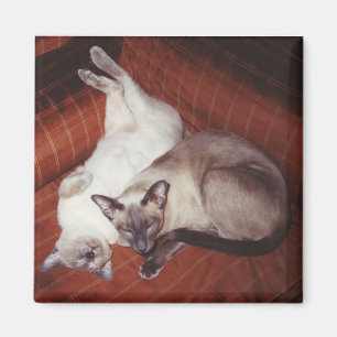 Imã 2 gatos Siamese: Tortie e ponto do selo