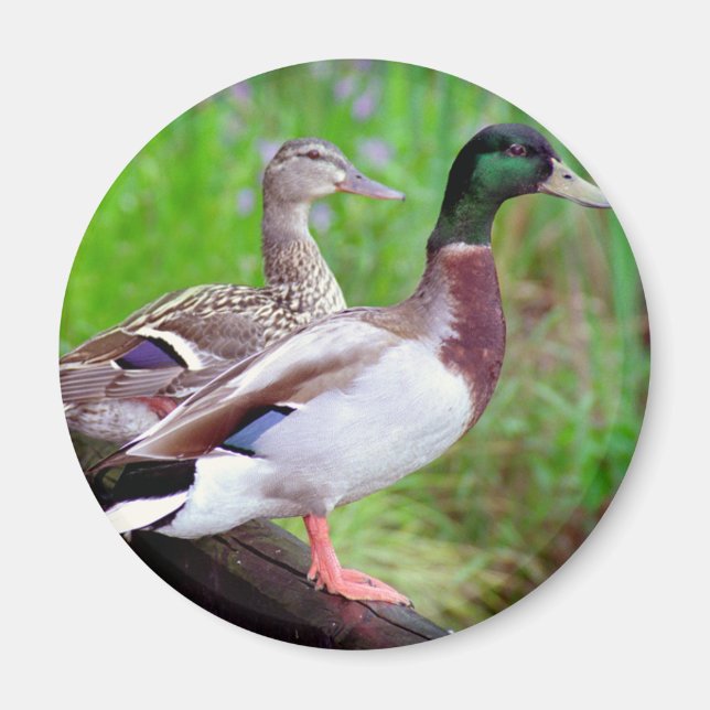 Imã 2 Mallards em um ímã de cerca (Frente)