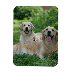 Ímã 2 Retrievers dourados que colocam na grama