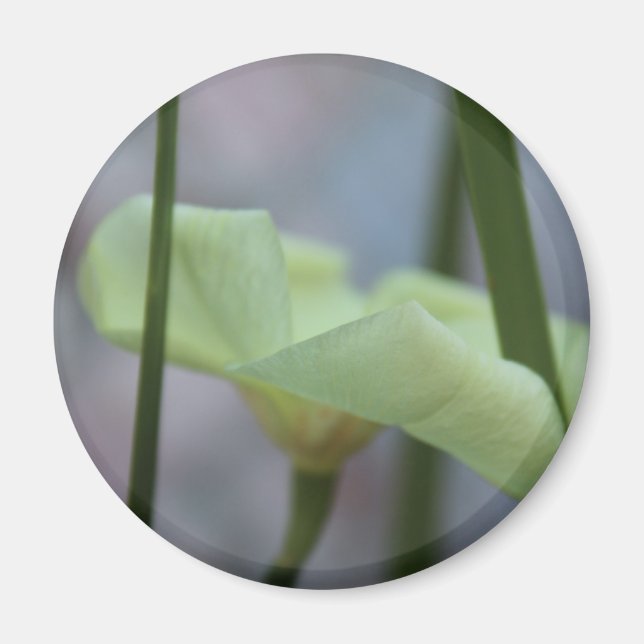 Imã 30 de abril Flor na Grama (Frente)