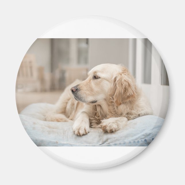 Imã 34137641_xxl (Frente)