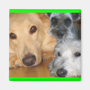 Imã 3 cachorrinhos esverdeiam o ímã do quadro
