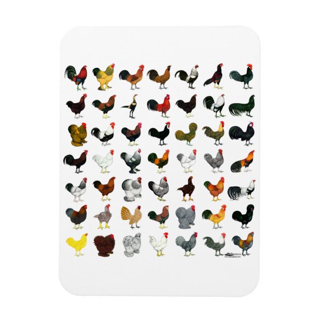 Ímã 49 Roosters (Vertical)