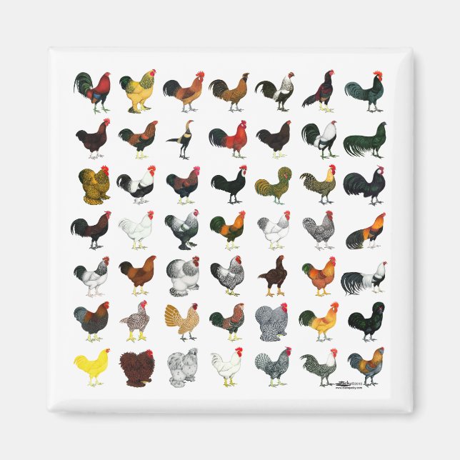 Imã 49 Roosters (Frente)